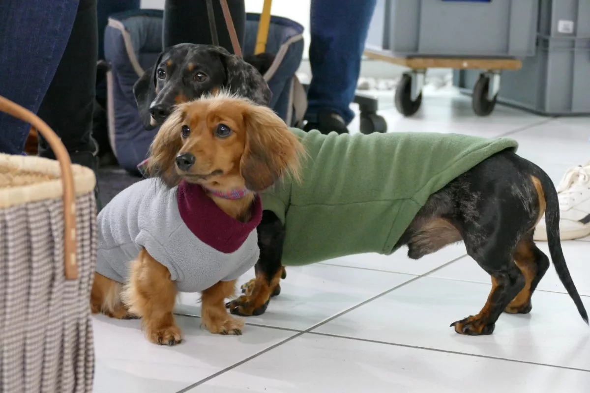 Dachshund Coats – An Introduction